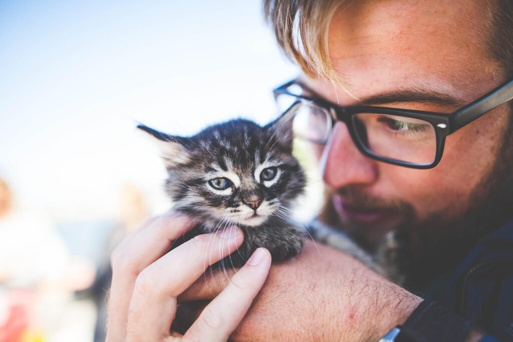 man, kitten, pet, owner, kitty, tabby, cat, gray tabby, tabby cat, nature, adorable, animal, cute, feline, caring, hands, holding, portrait