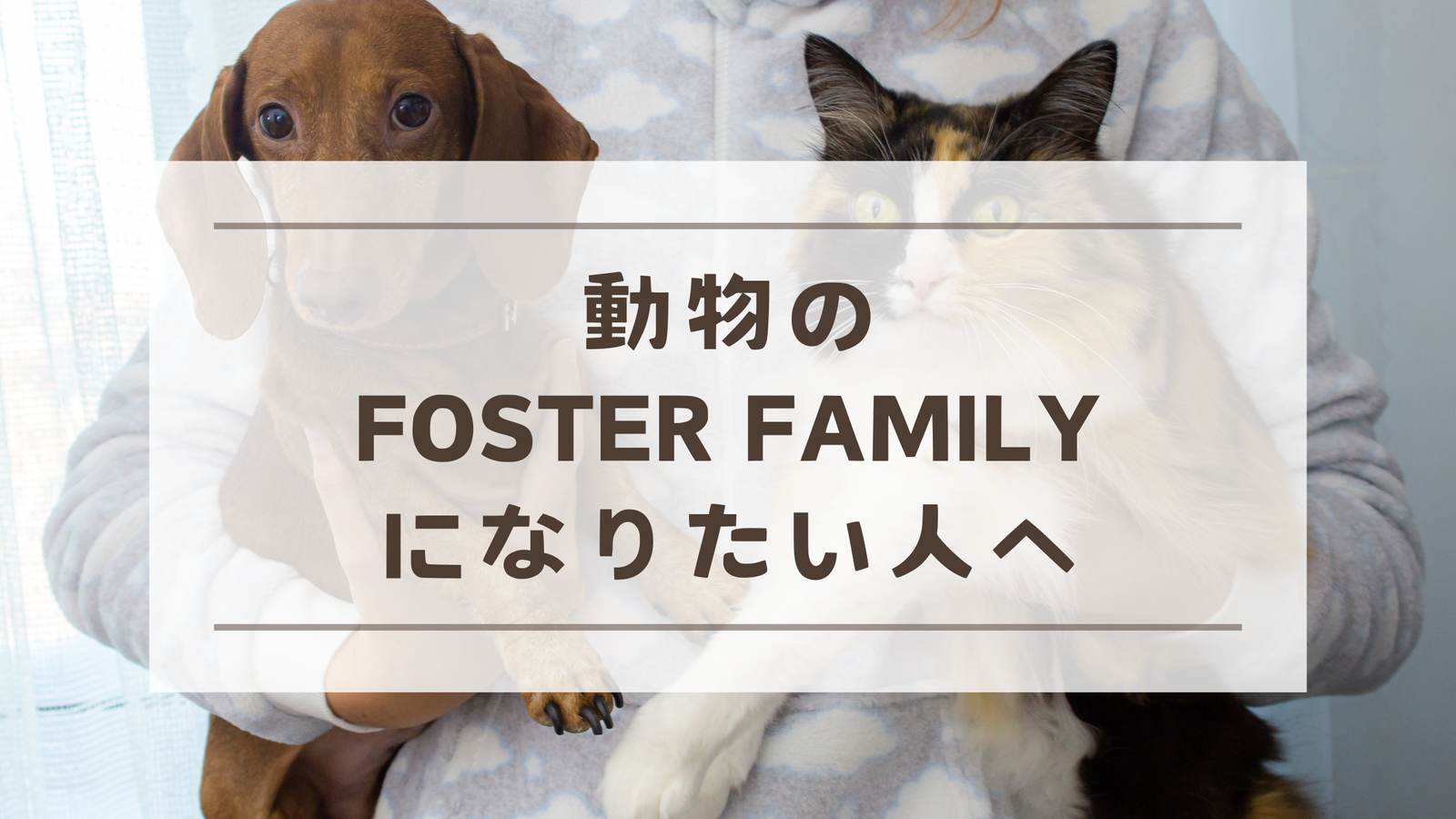 cat rescue, cat fostering, foster family